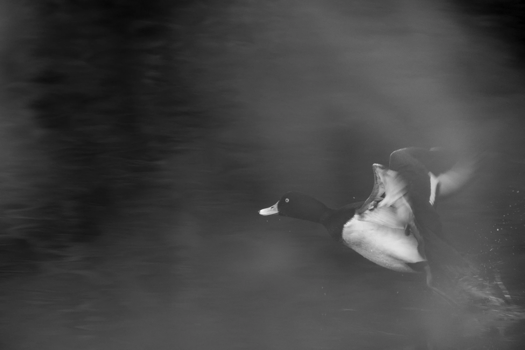 Natur.Mehr.Bild.Vogel_Verschlusszeit
