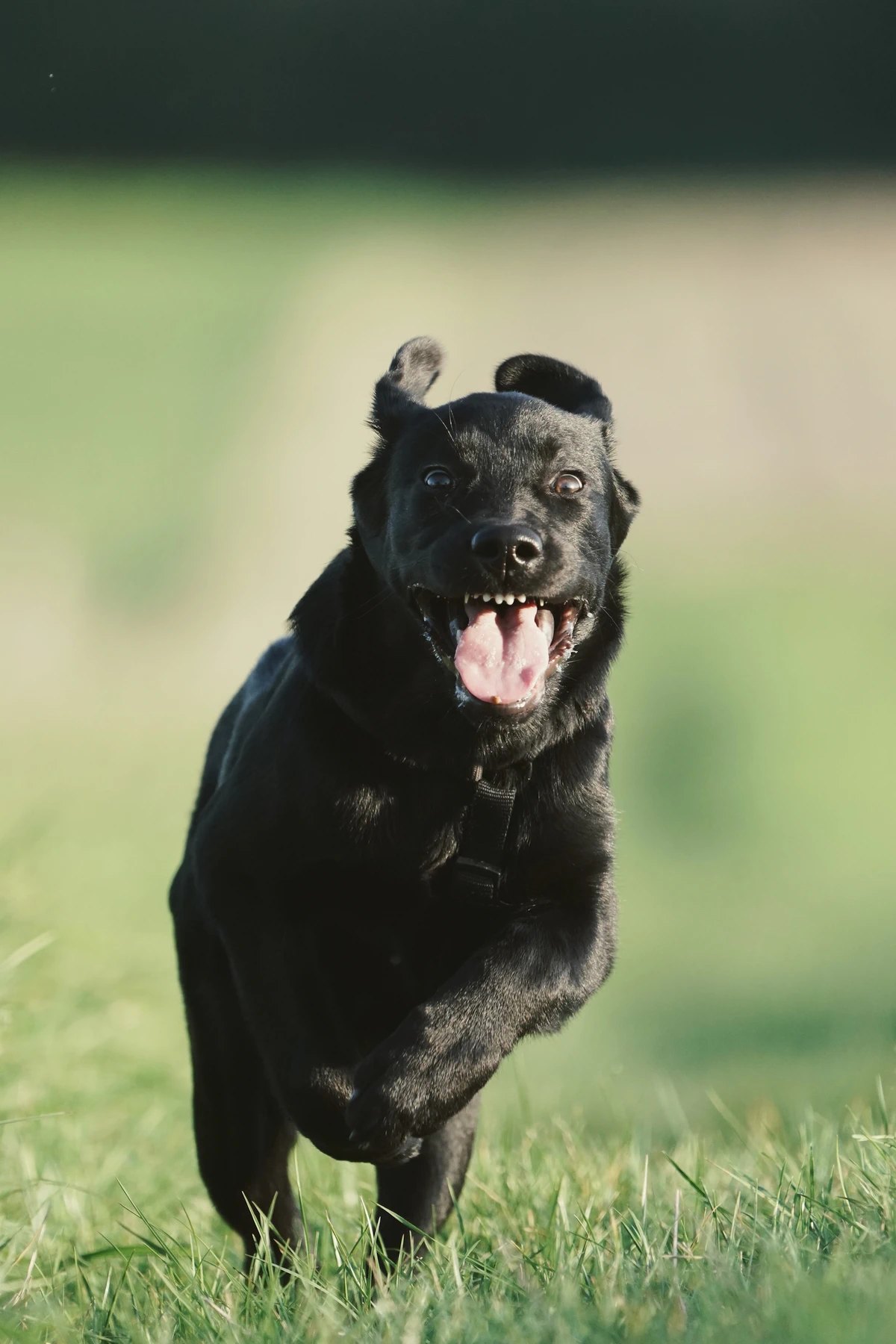 Natur.Mehr.Bild.Hund_Action